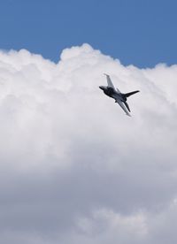 Low angle view of seagull flying against sky