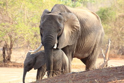 View of elephant in field