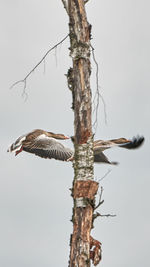 Low angle view of bird flying against the sky