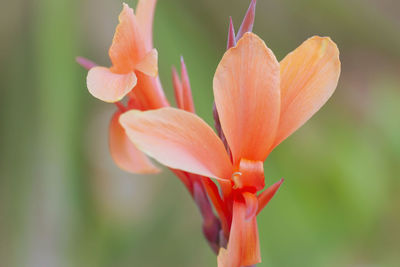 Close-up of orange flower