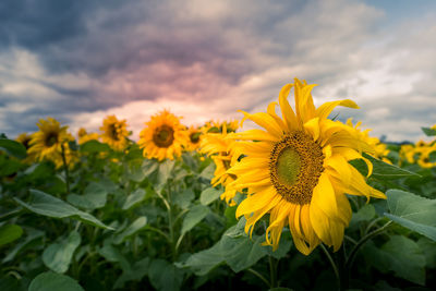 Close-up of sunflower on field against cloudy sky