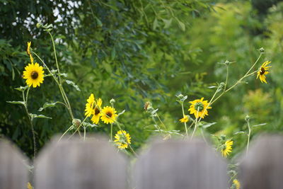 Close-up of yellow flowers blooming in park