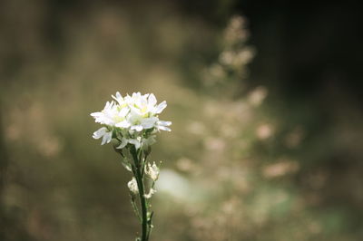 Close-up of white flowering plant