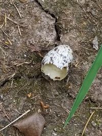 High angle view of mushrooms on field