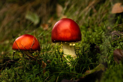 Close-up of mushroom growing on field