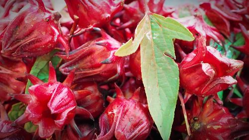 Roselle fruits thailand.