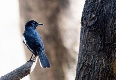 Close-up of bird perching on tree trunk