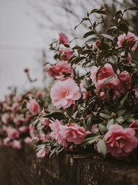 Close-up of pink flowering plant