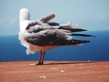 Seagull perching on wood against sea