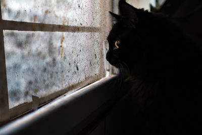 Close-up of black cat on window