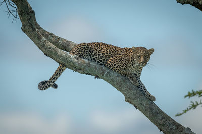 Leopard lies on diagonal branch looking right