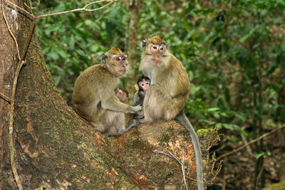 Monkeys sitting on tree in forest