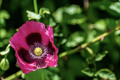 Close-up of pink rose flower