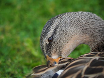 Close-up of a duck, headshot.