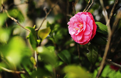 Close-up of rose blooming on tree