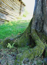 Trees growing in park