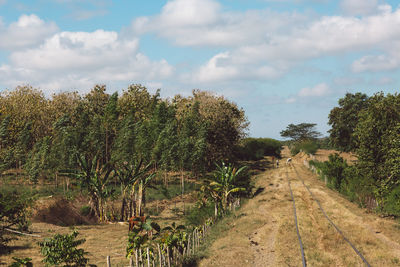 Dirt road amidst trees against sky