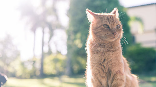 Cat looking away while sitting outdoors