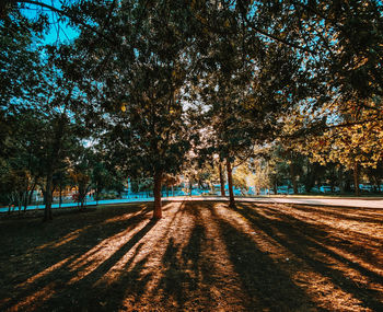 Road amidst trees during autumn