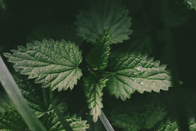 High angle view of green leaves