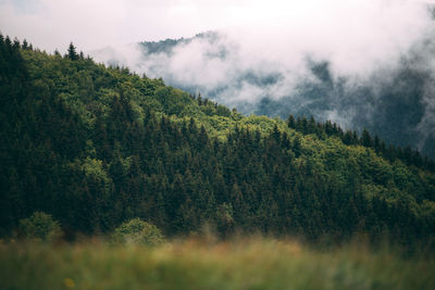 Scenic view of forest against sky