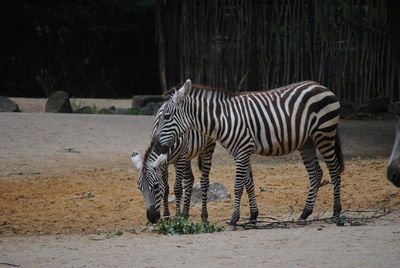Zebras standing in a field