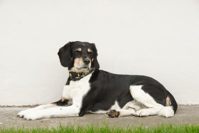 Portrait of dog sitting on floor against white background