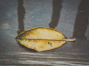 High angle view of dry leaf on table