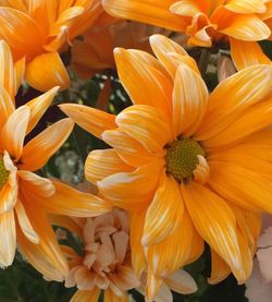 Close-up of yellow flower