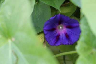 Close-up of purple flowers blooming outdoors