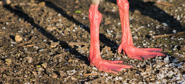 Close-up of red object