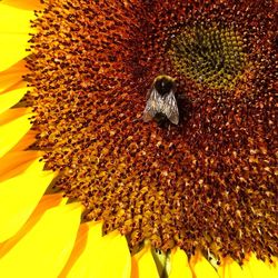 Close-up of bee on yellow flower