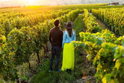 Rear view of people in vineyard