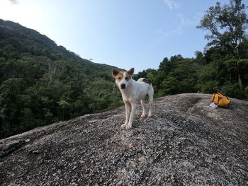 Portrait of dog standing on a rock