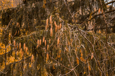 Close-up of bare trees in forest