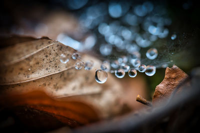 Close-up of raindrops on rotten leaf