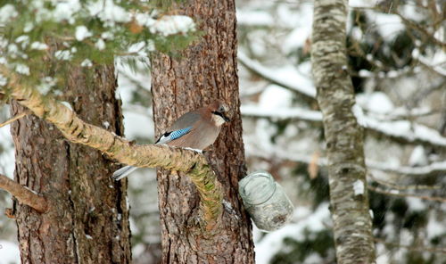 Close-up of bird perching on tree