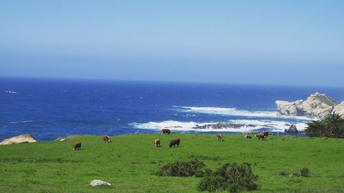 Cows grazing on beach against clear sky