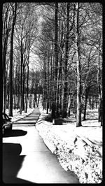 Road passing through trees