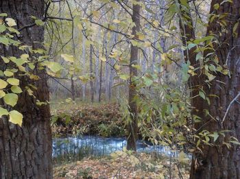 Trees in forest