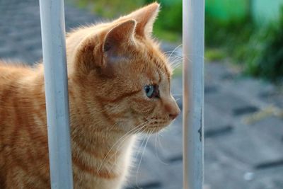 Close-up of a cat looking away