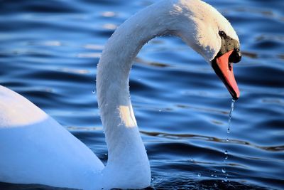 Close-up of swan swimming in lake