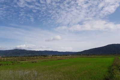 Scenic view of field against sky