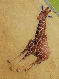High angle view of lizard on sand