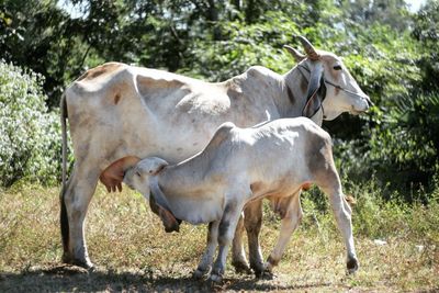 Cows in grass field