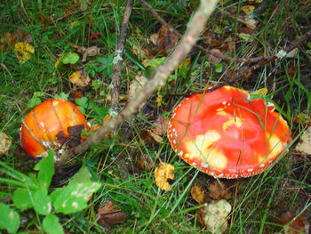 Close-up of plant growing on grassy field