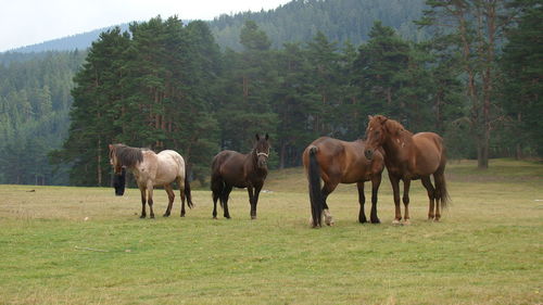 Horses on grass against trees