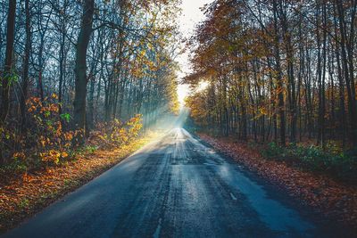 Road amidst trees in forest during autumn