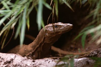 Close-up of lizard