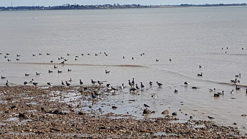 Flock of birds on beach